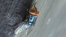 US to drop billions of flies on Mexico and Texas – AP
