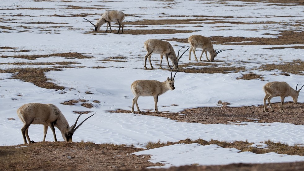 Chinese scientists deploy robotic antelope in Tibet (VIDEO)