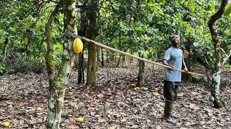 Major cocoa producer hikes purchase prices