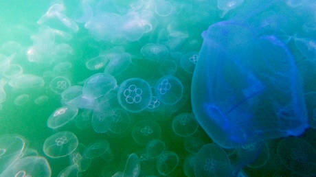 Jellyfish force French nuclear plant shutdown