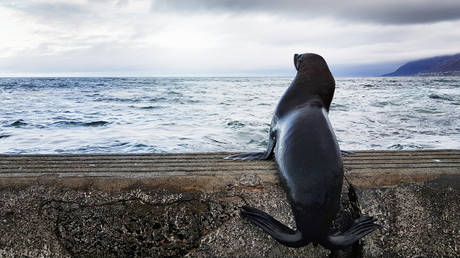 South African seal rescued from fishing hooks (PHOTOS)