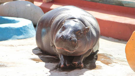 Sanctions leave Russian hippo Eva without mate