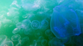 Jellyfish force French nuclear plant shutdown