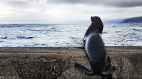 South African seal rescued from fishing hooks (PHOTOS)