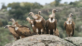 South Africa warns of vulture population crisis