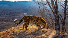 Russia’s Far East: Walk on the wild side