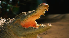Croc-infested river gets greenlight for Australia Olympics