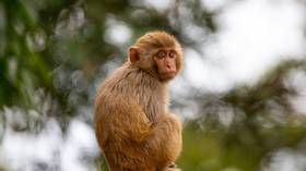 US police kill ‘dangerous’ escaped lab monkeys