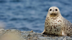 Exploring Russia’s Pacific edge