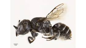 ‘Lucifer’ bee with devil-like horns discovered in Australia 