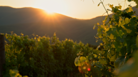 Kuban: Russia’s Sun-drenched breadbasket