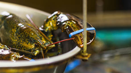 UK to ban live boiling of lobsters and crabs