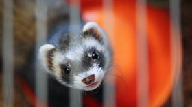 Binge-drinking ferrets and dogs on cocaine in $1.6trn US ‘government waste’ list