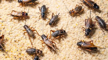 RUSSIAN FOOD REVOLT: Insects BANNED!