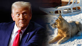 Greenland’s defenses are ‘two dog sleds’ – Trump