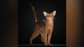 Russian cat becomes world champion 2025