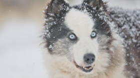 Winter’s homeland: The thrills and chills of Siberia