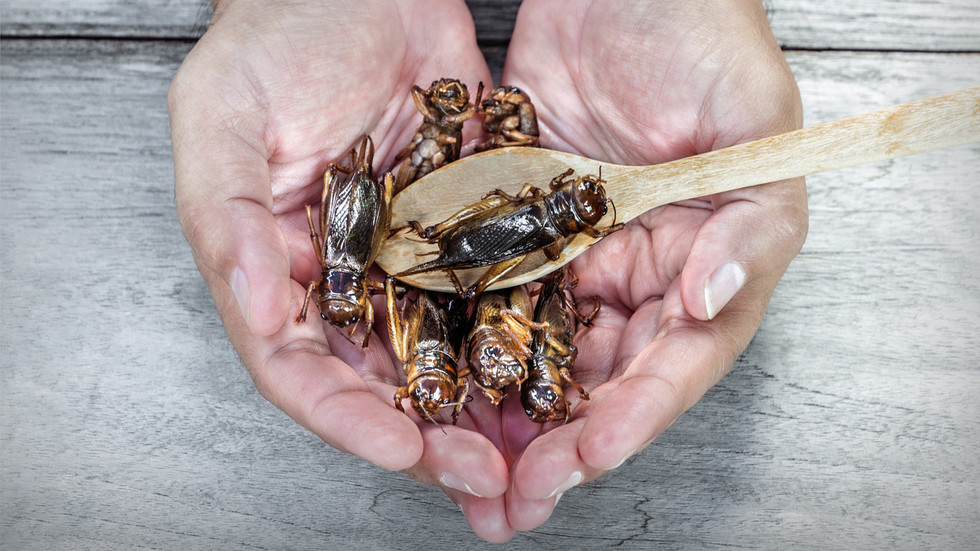 The EU would rather eat bugs than be real about its energy problems