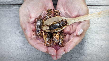 The EU would rather eat bugs than be real about its energy problems