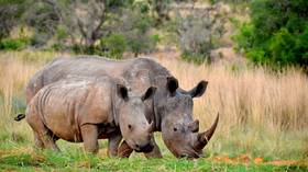 South Africa records decline in rhino poaching