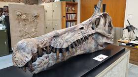 New dinosaur species unearthed in Sahara (PHOTOS/VIDEO)