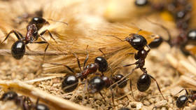 Airport police arrest man with over 2,000 live ants