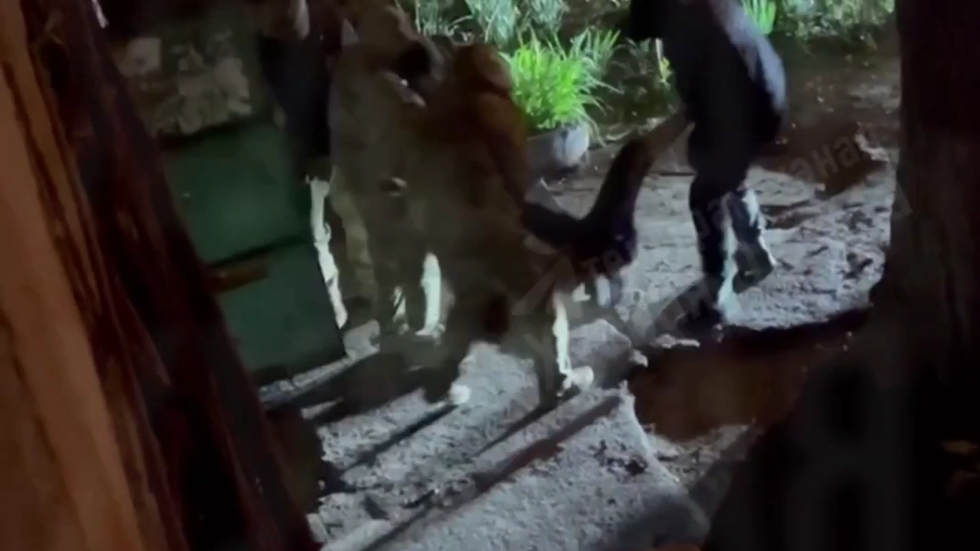 Ukrainian draft enforcers beat and drag man from apartment entrance (VIDEO)