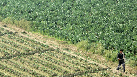 India to import urea at double prices amid Middle East disruption &ndash; Reuters