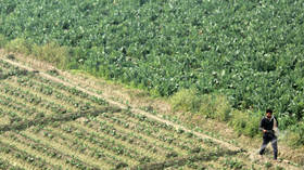 India to import urea at double prices amid Middle East disruption – Reuters