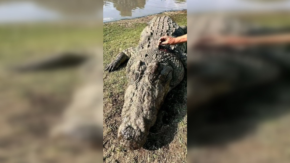 Human remains found inside crocodile in South African river (DISTURBING PHOTO AND VIDEO)