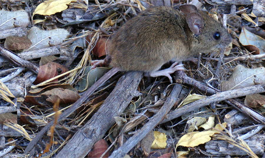 A long-tailed pygmy rice rat, which can carry the Andes strain of hantavirus