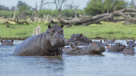 Russia leads international rescue effort for Escobar’s ‘cocaine hippos’