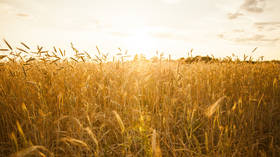 Russian grain exports to Africa surge – data