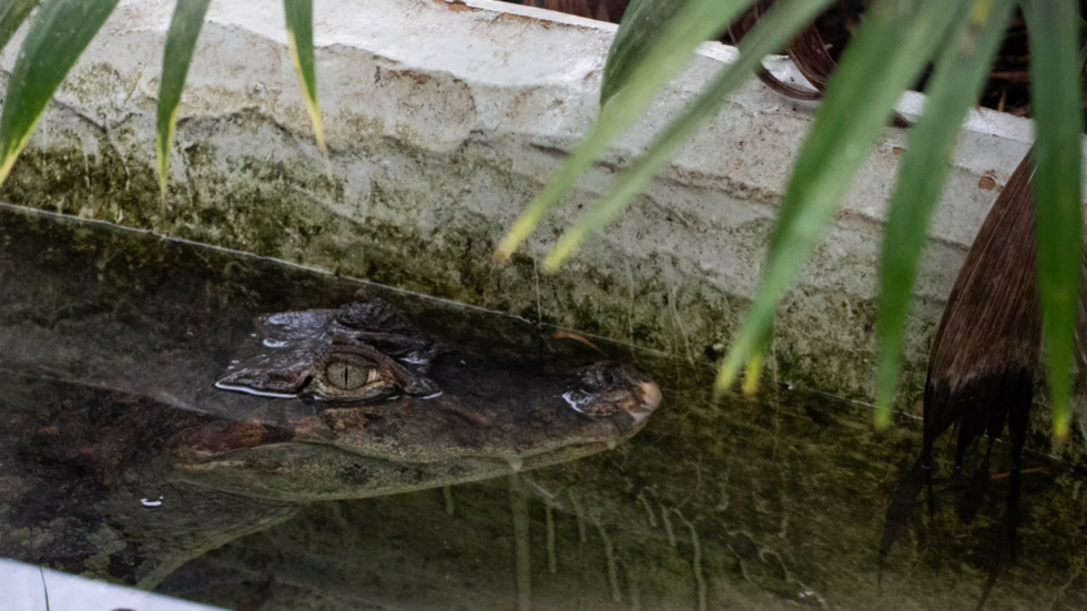 Man who threw UK toddler into crocodile enclosure released on bail