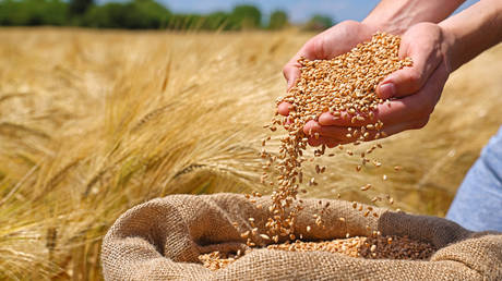 Russia boosts wheat exports to Kenya &ndash; report