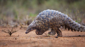 Four arrested in South Africa pangolin sale sting