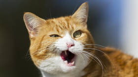 Ro-meow and Juliet: Cat steals show during tragic ballet finale (VIDEOS)