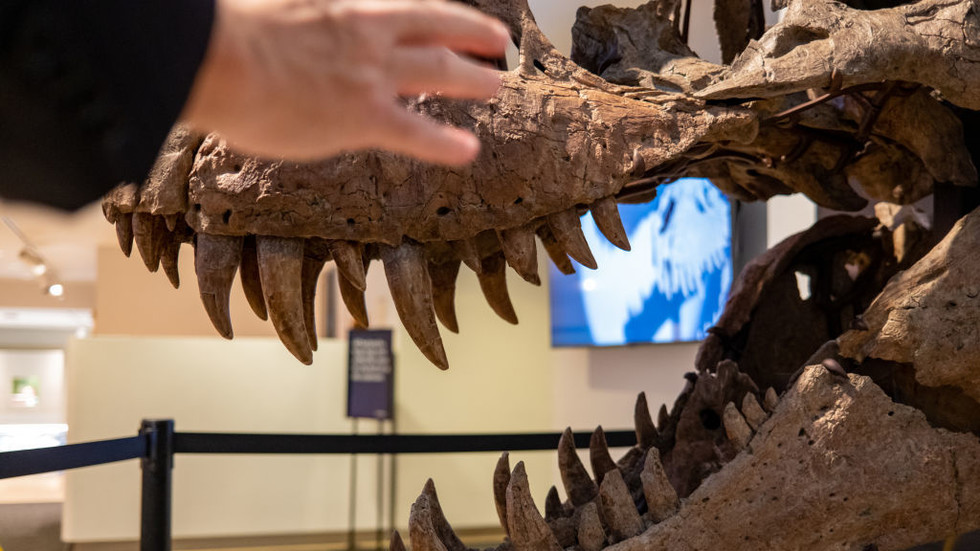 $50 mn T-Rex heads to mystery buyer as scientists sound alarm