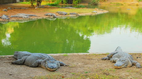 Israel planning to use crocodiles to guard Palestinian inmates – media