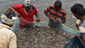 Shrimp farming makes a splash in India’s landlocked north  (VIDEO)