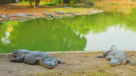 Israel planning to use crocodiles to guard Palestinian inmates – media