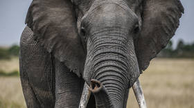 Mystery illness kills 15 elephants in Kenya