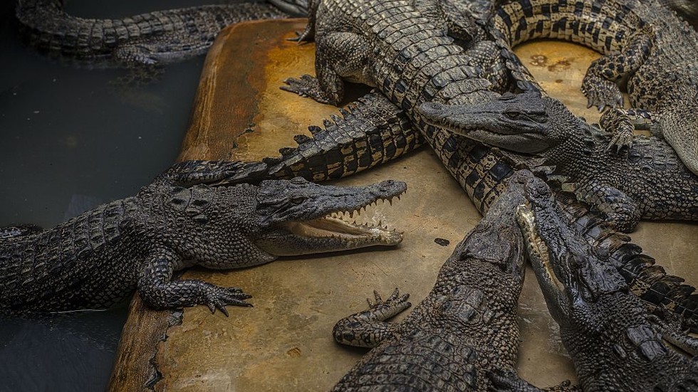 Israeli court blocks crocodile prison guard plan
