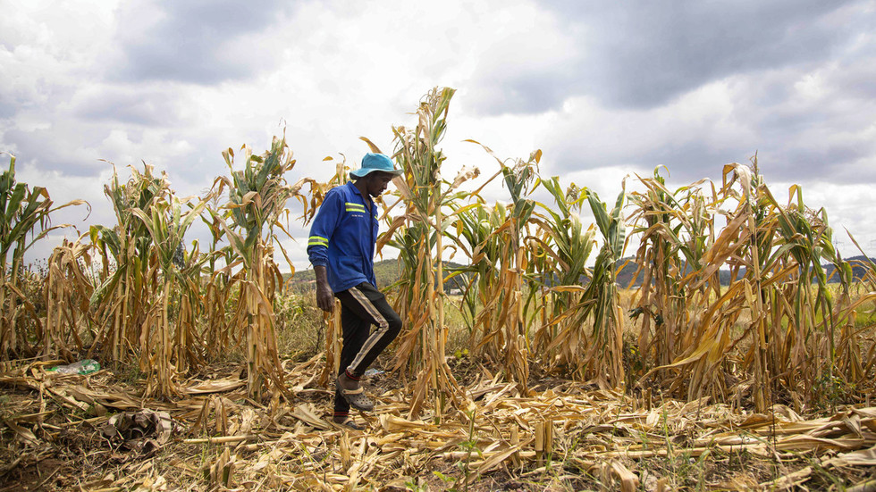 El Nino presents acute hunger threat to 49 million people – UN — RT Africa El Nino presents acute hunger threat to 49 million people – UN — RT Africa