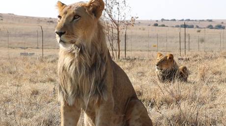 Lions rescued in Israel find new home (PHOTOS)