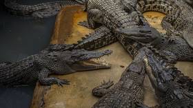 Israeli court blocks crocodile prison guard plan