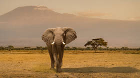 Elephant deaths spark food safety fears in Kenya