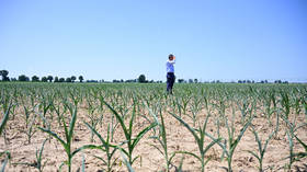Damaged corn in a field, San Daniele Po, Italy, June 23, 2026.