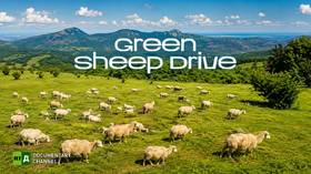 Green Sheep Drive