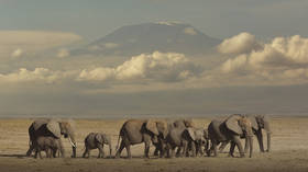 Four arrested over Kenya elephant deaths